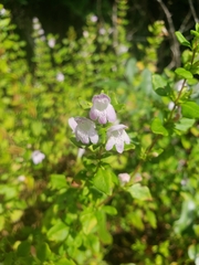 Clinopodium carolinianum