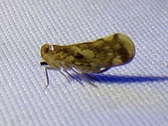 Cixiidae