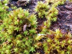Ulota crispa