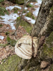 Ganoderma applanatum