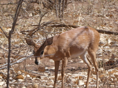 Raphicerus campestris