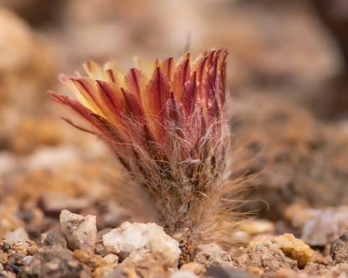 Eriosyce odieri