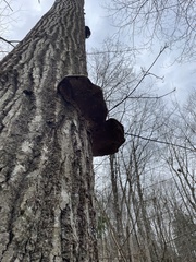 Ganoderma applanatum