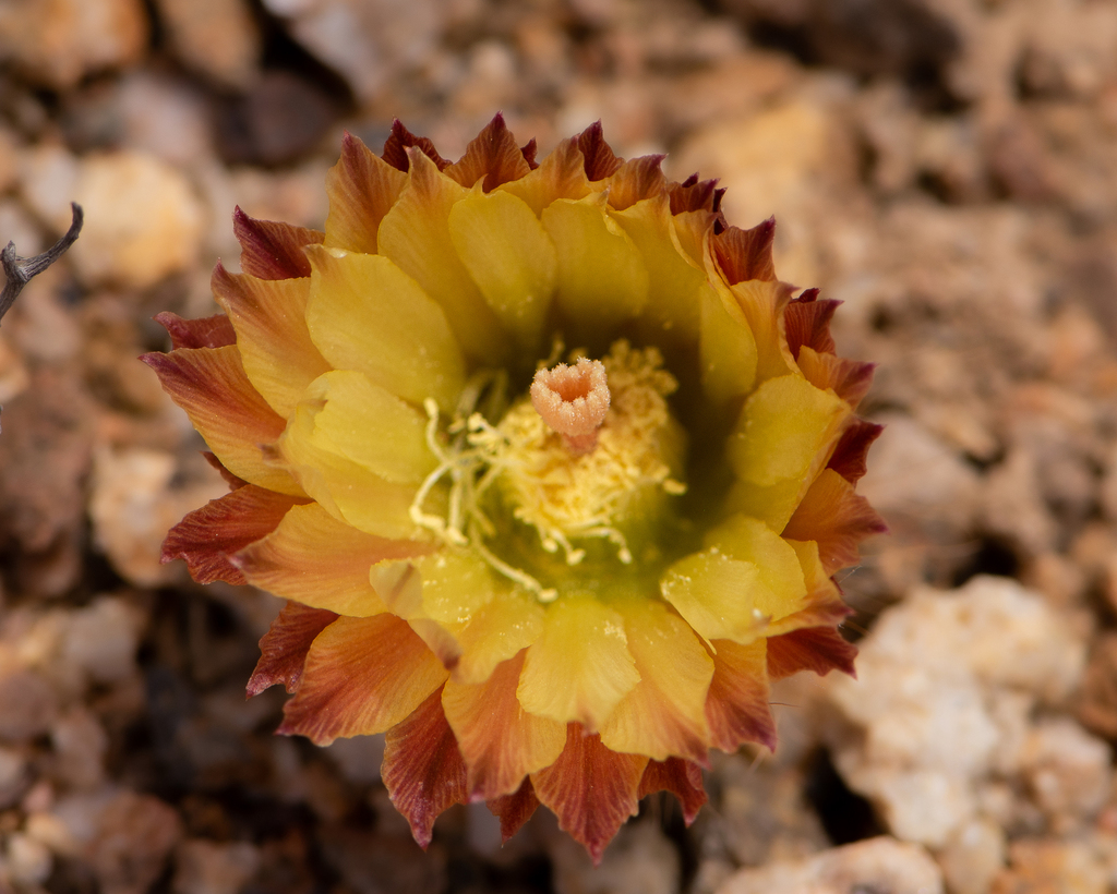 Eriosyce odieri, Atacama, CL