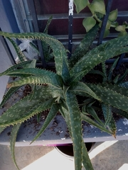 Aristaloe aristata