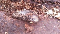 Philomycus carolinianus