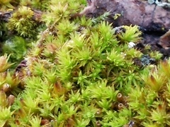 Ulota crispa