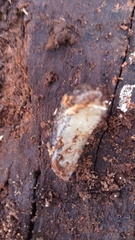 Philomycus carolinianus