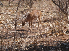 Raphicerus campestris