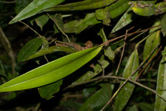 Epidendreae