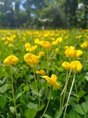 Arachis pintoi