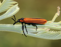 Rhinotia haemoptera