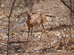 Raphicerus campestris