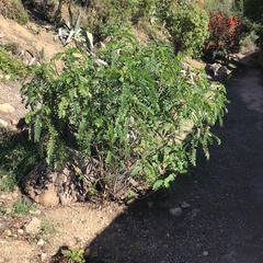 Senna didymobotrya