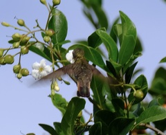 Chrysolampis mosquitus