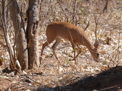 Raphicerus campestris
