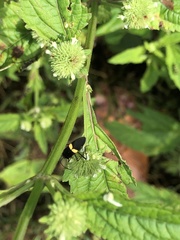 Hyptis capitata