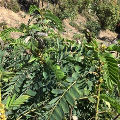 Senna didymobotrya