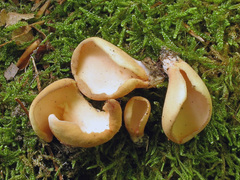 Otidea onotica