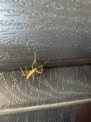 Zelus cervicalis