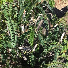 Senna didymobotrya