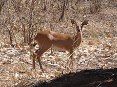 Raphicerus campestris