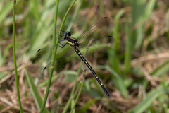 Eusynthemis nigra