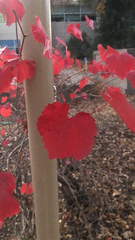 Vitis californica