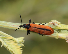 Rhinotia haemoptera