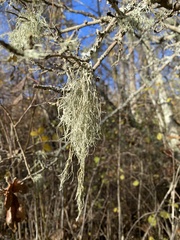 Alectoria sarmentosa