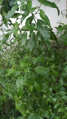 Gaudichaudia mucronata