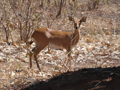 Raphicerus campestris