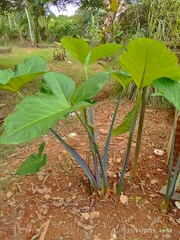 Xanthosoma