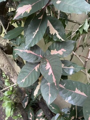 Graptophyllum