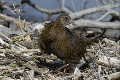 Gallirallus australis australis