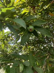 Psidium guajava image