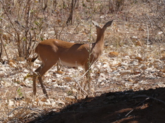 Raphicerus campestris