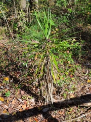 Yucca aloifolia