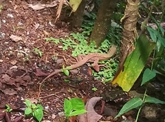 Ameiva praesignis