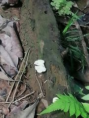 Leucocoprinus cretaceus