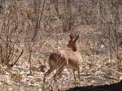 Raphicerus campestris