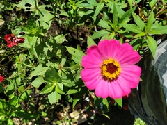 Zinnia