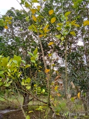 Citrus