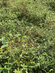 Melampodium divaricatum