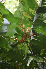 Heliconia latispatha