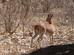 Raphicerus campestris