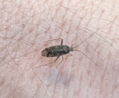 Taylorilygus apicalis