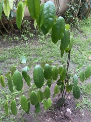 Chrysophyllum cainito