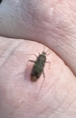 Taylorilygus apicalis