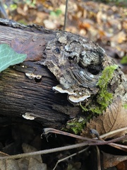 Gloeoporus dichrous